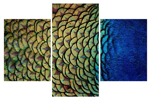 Kép - Pávatollak (90x60 cm)