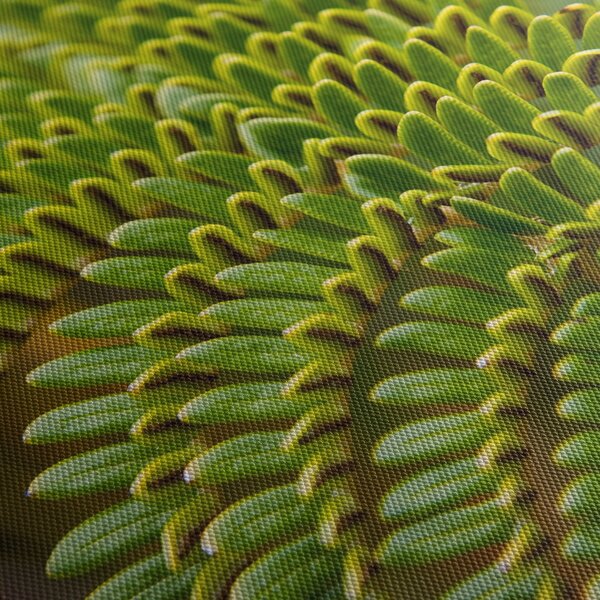 Kép - Fern (150x105 cm)