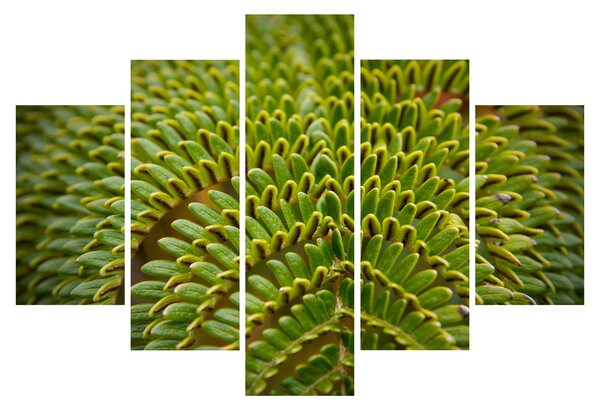 Kép - Fern (150x105 cm)