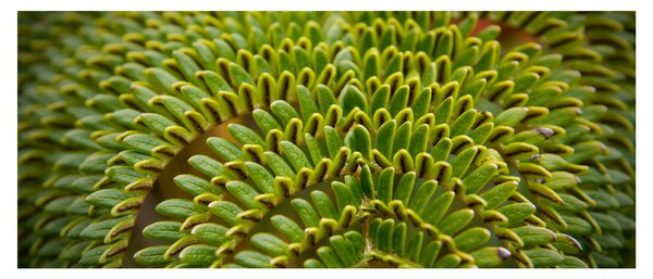 Kép - Fern (120x50 cm)