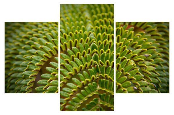 Kép - Fern (90x60 cm)