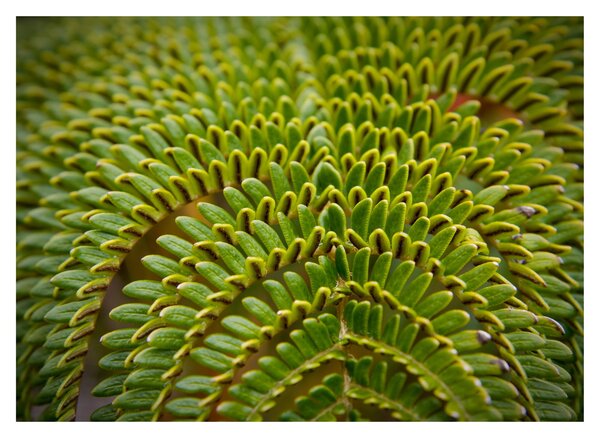 Kép - Fern (70x50 cm)