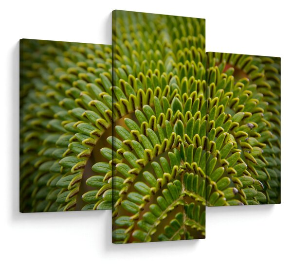 Kép - Fern (90x60 cm)