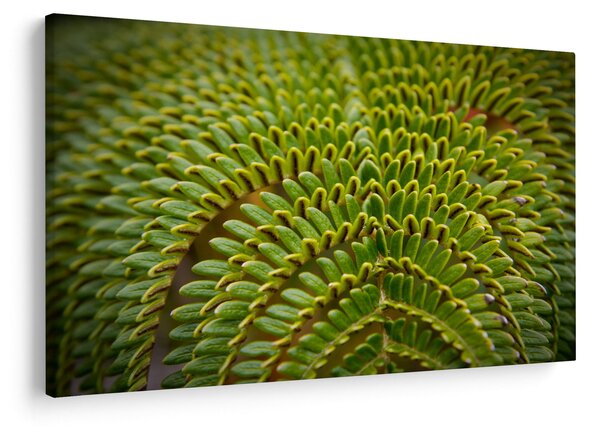 Kép - Fern (90x60 cm)