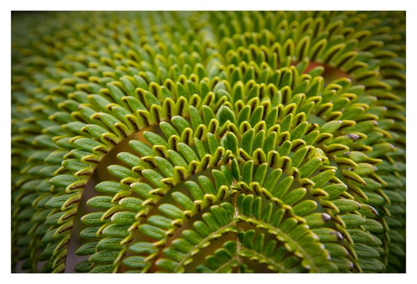 Kép - Fern (90x60 cm)