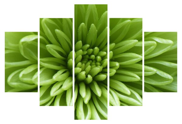 Kép - Makro kép egy növényről (150x105 cm)
