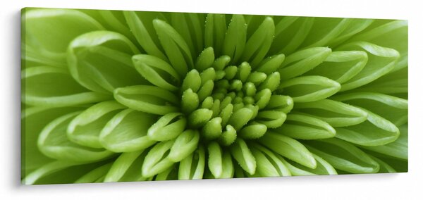 Kép - Makro kép egy növényről (120x50 cm)