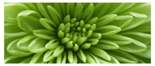 Kép - Makro kép egy növényről (120x50 cm)