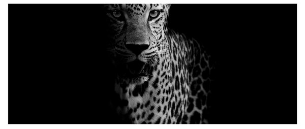 Kép - Egy leopárd portréja (120x50 cm)