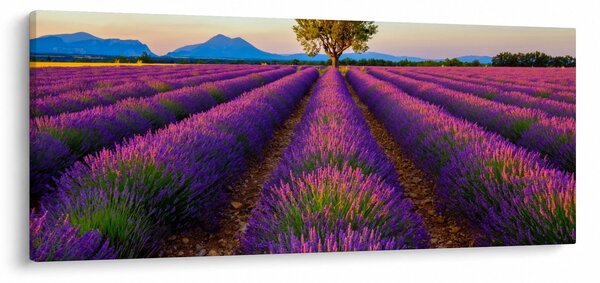 Kép - Levendula mező (120x50 cm)