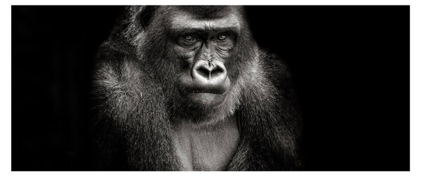 Kép - Gorilla (120x50 cm)