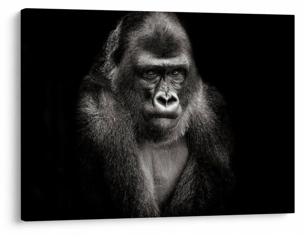 Kép - Gorilla (70x50 cm)