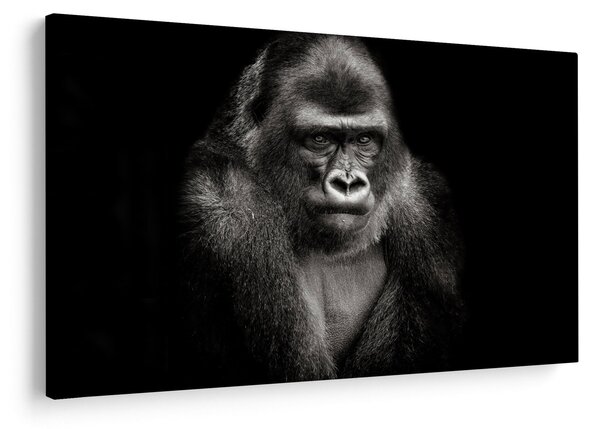Kép - Gorilla (90x60 cm)