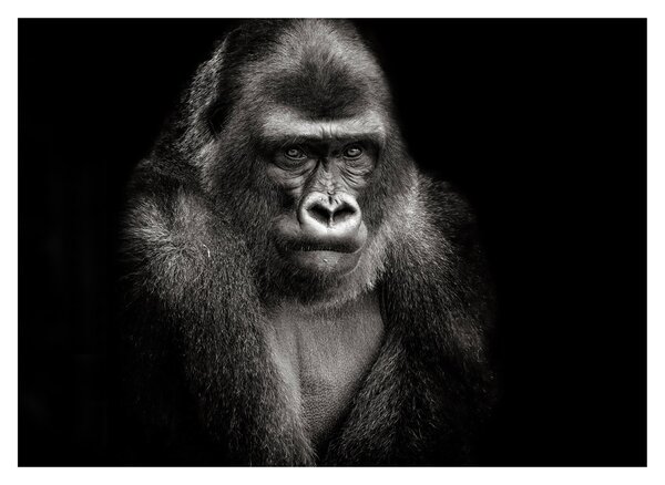 Kép - Gorilla (70x50 cm)