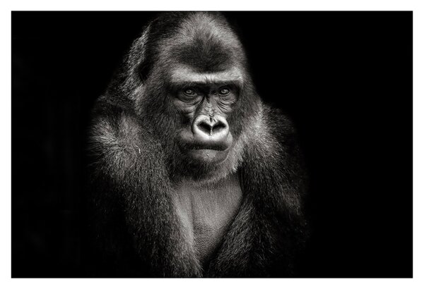 Kép - Gorilla (90x60 cm)