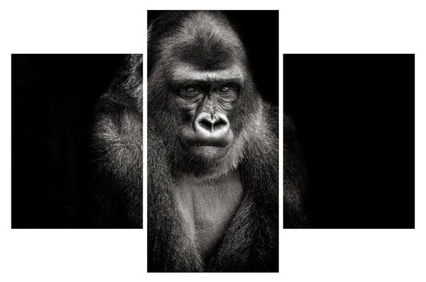Kép - Gorilla (90x60 cm)
