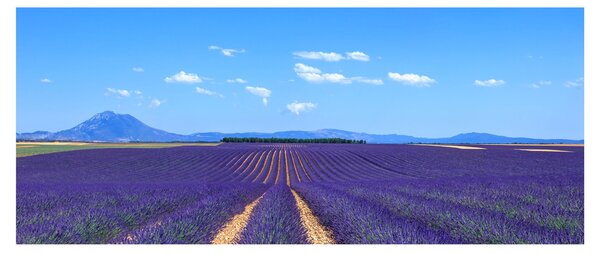 Kép - Levendula mező (120x50 cm)