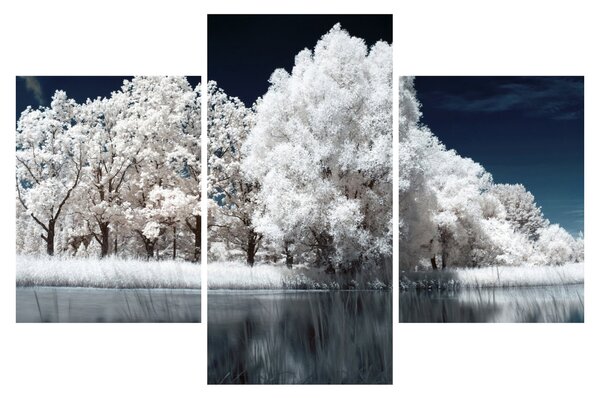 Kép - Hófehér fák (90x60 cm)
