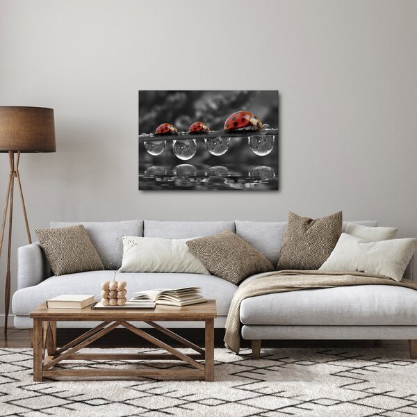 Kép - Napraforgó, fekete-fehér (70x50 cm)