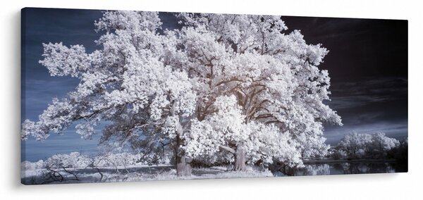 Kép - Hófehérke fa (120x50 cm)