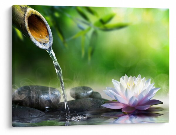 Kép - Lotus (70x50 cm)