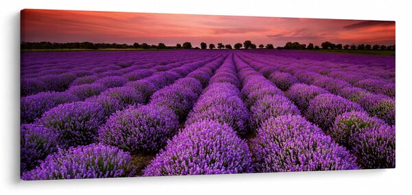 Kép - Levendula mező (120x50 cm)