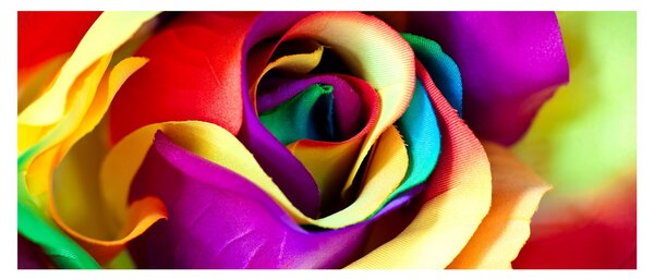 Kép - Színes rózsa (120x50 cm)