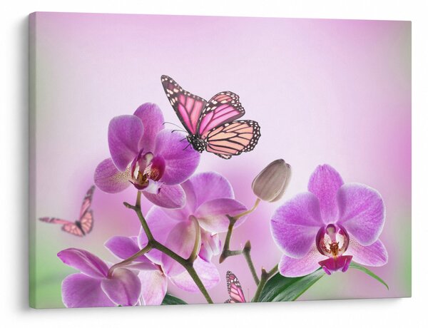 Kép - Pillangó orchidea virágon, lila (70x50 cm)