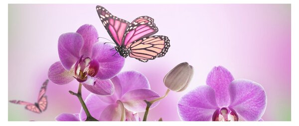Kép - Pillangó orchidea virágon, lila (120x50 cm)