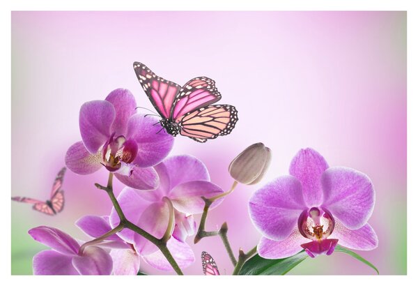 Kép - Pillangó orchidea virágon, lila (90x60 cm)
