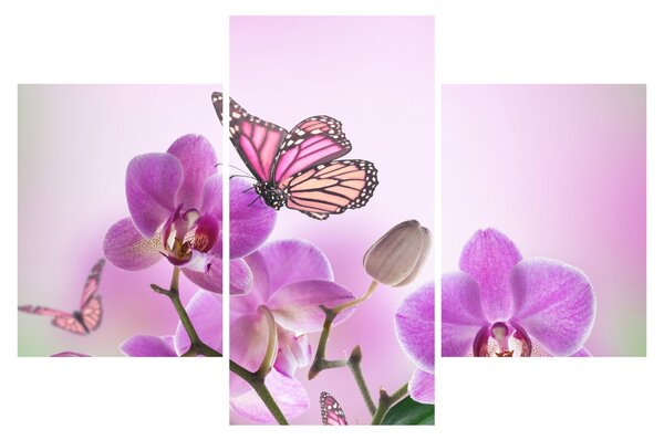 Kép - Pillangó orchidea virágon, lila (90x60 cm)
