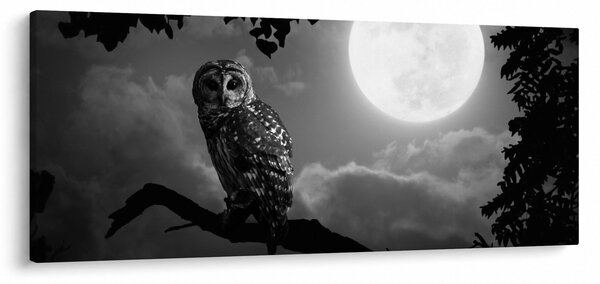 Kép - Éjjeli bagoly, fekete-fehér (120x50 cm)
