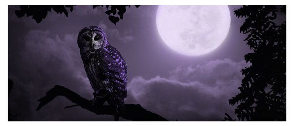 Kép - Éjjeli bagoly, lila (120x50 cm)