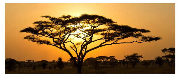 Kép - afrikai szavanna (120x50 cm)