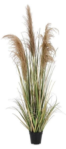 Műnövény (magasság 145 cm) Austorderia – Bizzotto