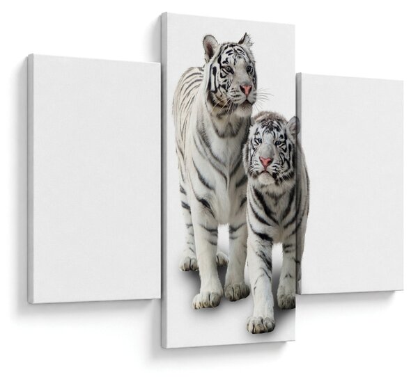 Kép - A fehér tigris (90x60 cm)