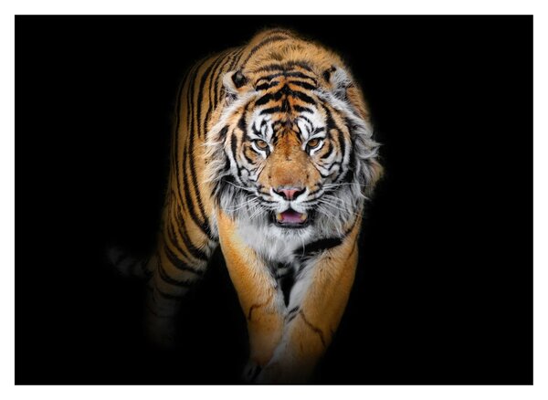 Kép - Tigris (70x50 cm)