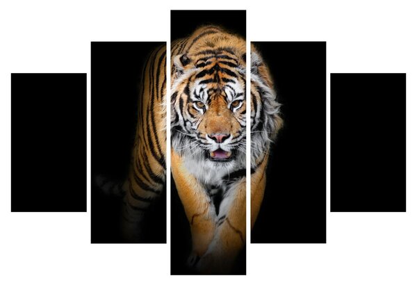 Kép - Tigris (150x105 cm)