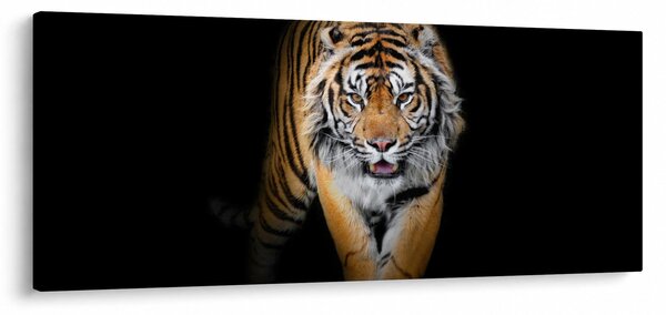 Kép - Tigris (120x50 cm)