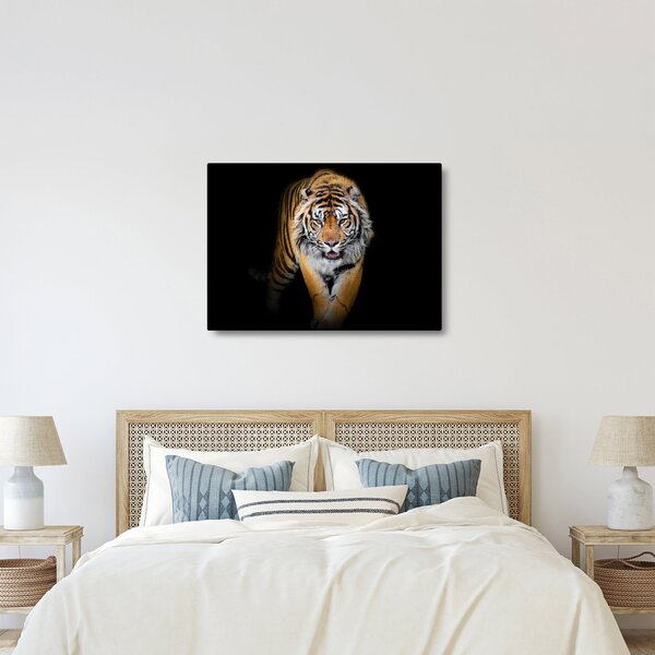 Kép - Tigris (70x50 cm)