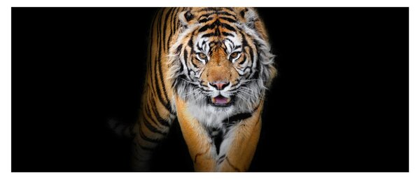 Kép - Tigris (120x50 cm)