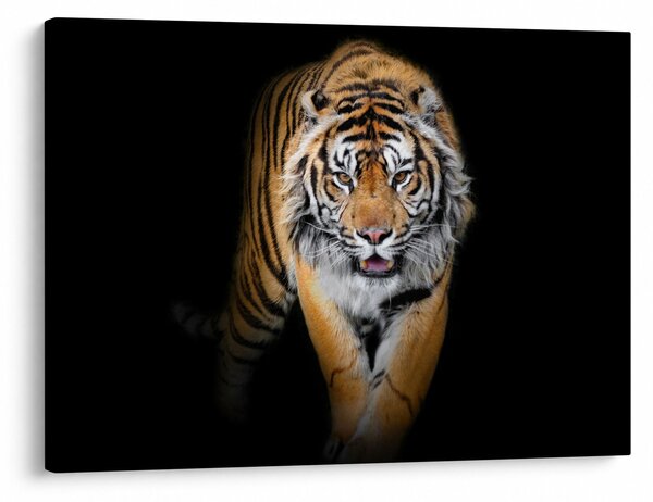 Kép - Tigris (70x50 cm)