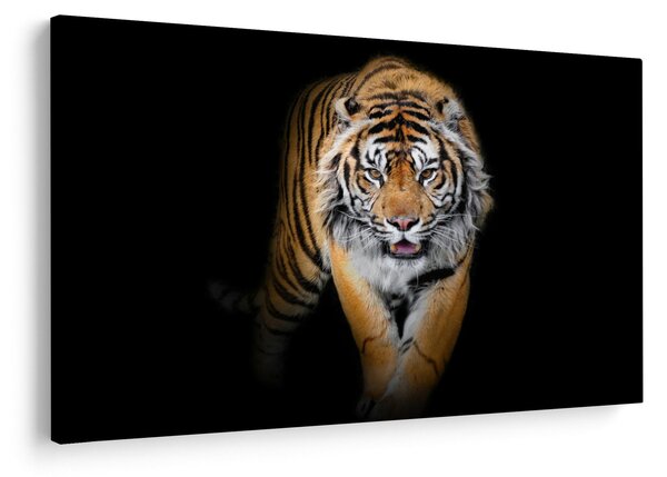 Kép - Tigris (90x60 cm)