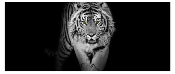 Kép - Sárga szemű tigris (120x50 cm)