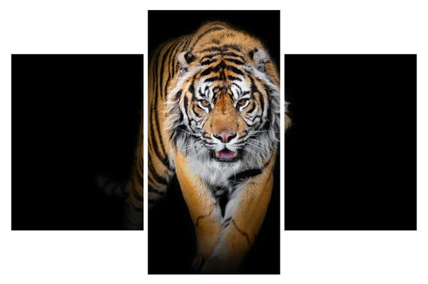 Kép - Tigris (90x60 cm)