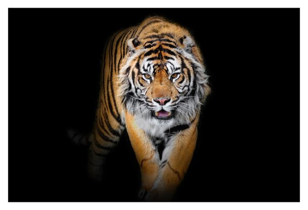 Kép - Tigris (90x60 cm)