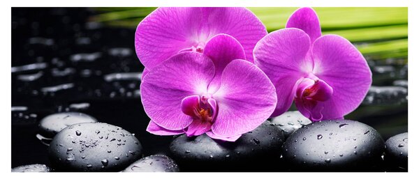 Kép - Orchideák (120x50 cm)