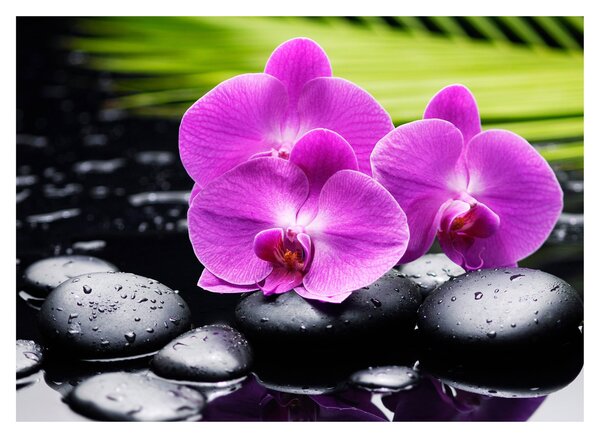 Kép - Orchideák (70x50 cm)