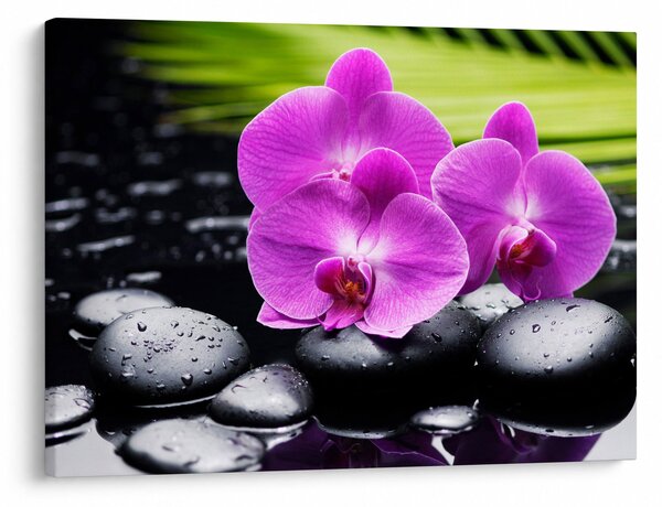 Kép - Orchideák (70x50 cm)