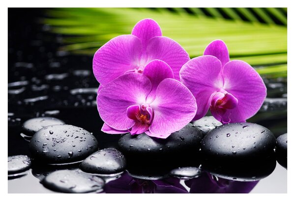 Kép - Orchideák (90x60 cm)